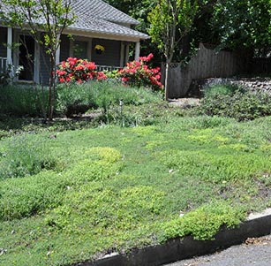 Lawn Alternatives